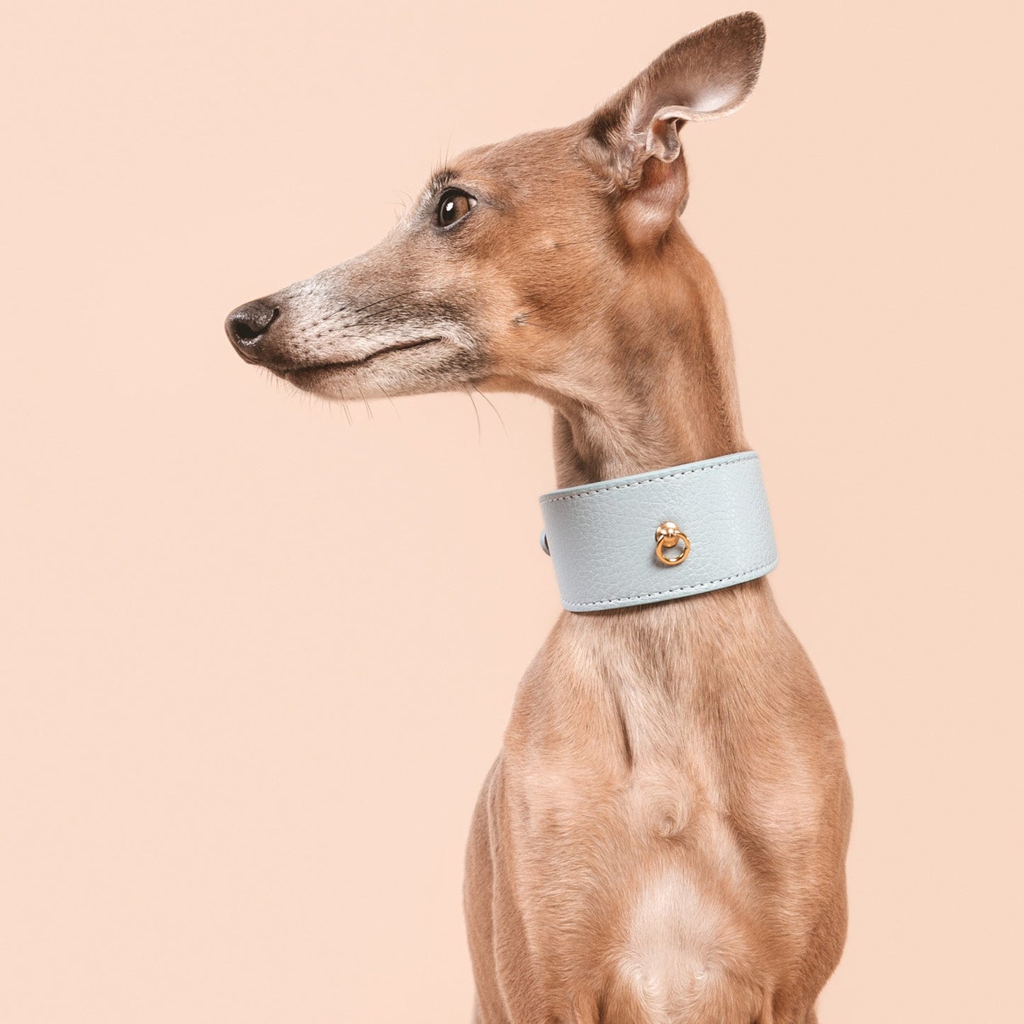 COLLAR GALGO JUNO AZUL CIELO