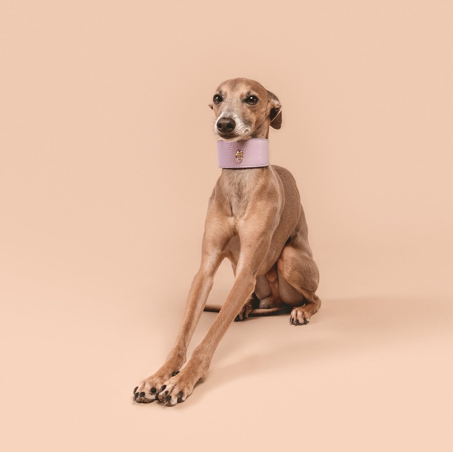 COLLAR GALGO JUNO LAVANDA