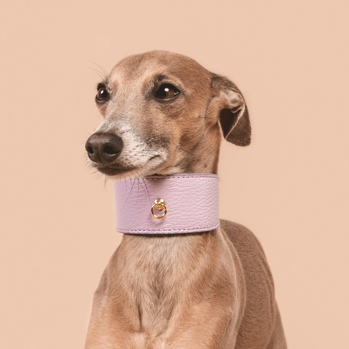 COLLAR GALGO JUNO LAVANDA