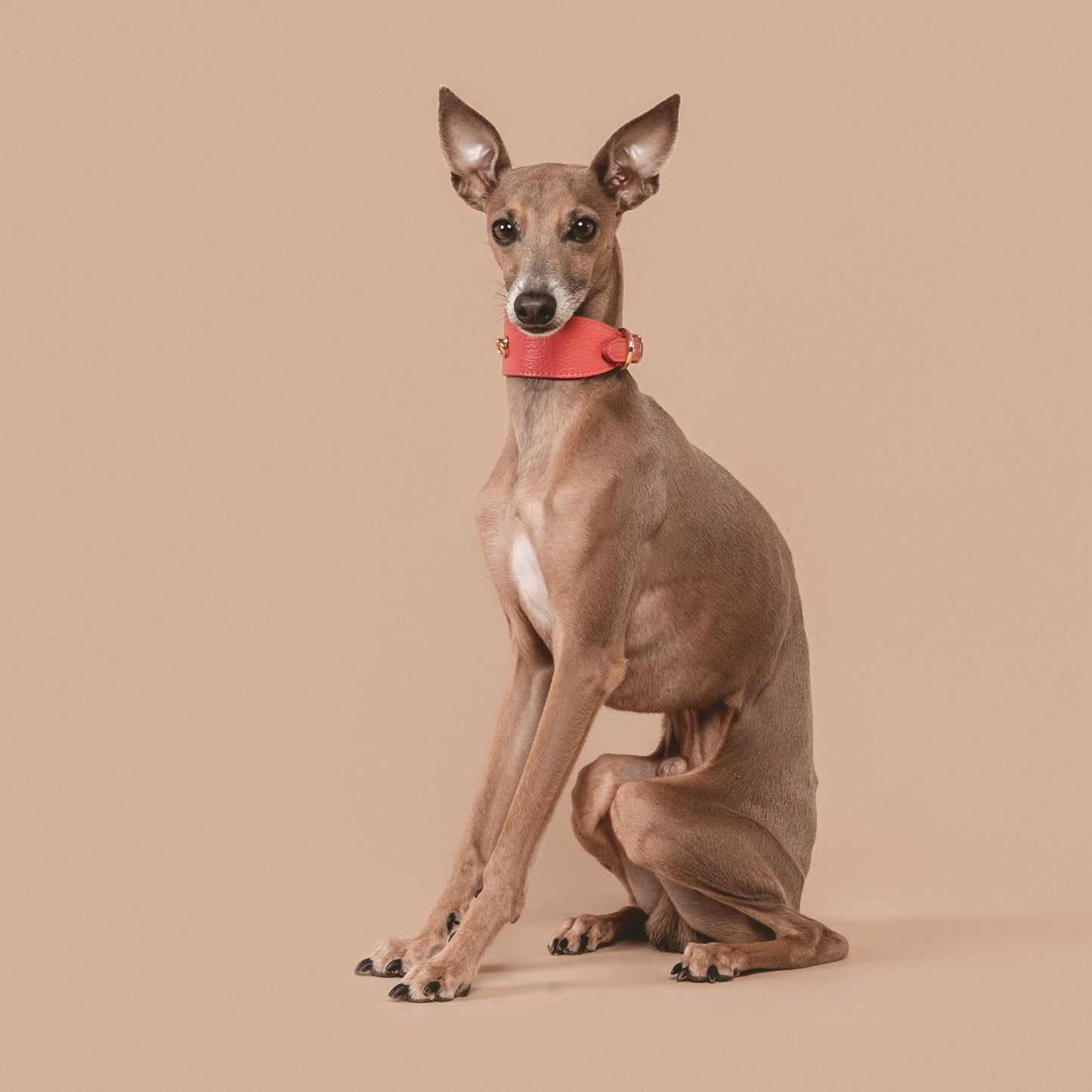 COLLAR GALGO JUNO CORAL