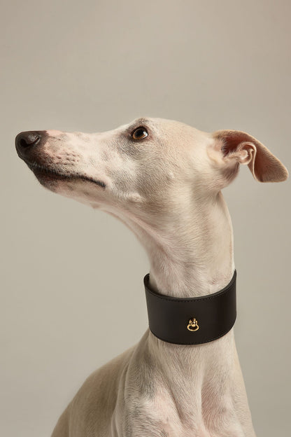 Galgo con collar Nara de piel negro