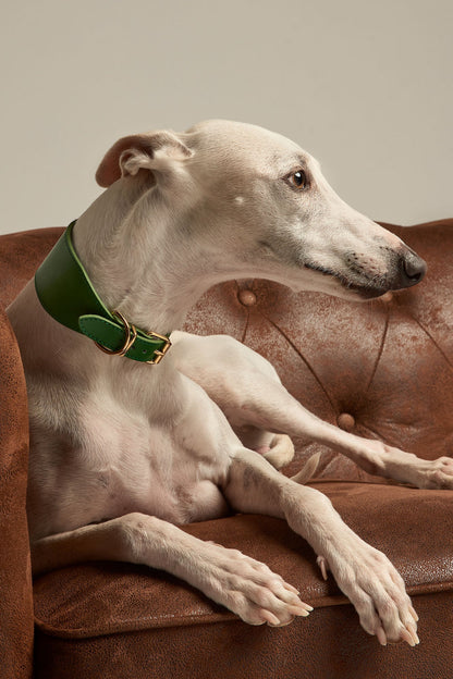 Galgo con collar verde de la colección Nara