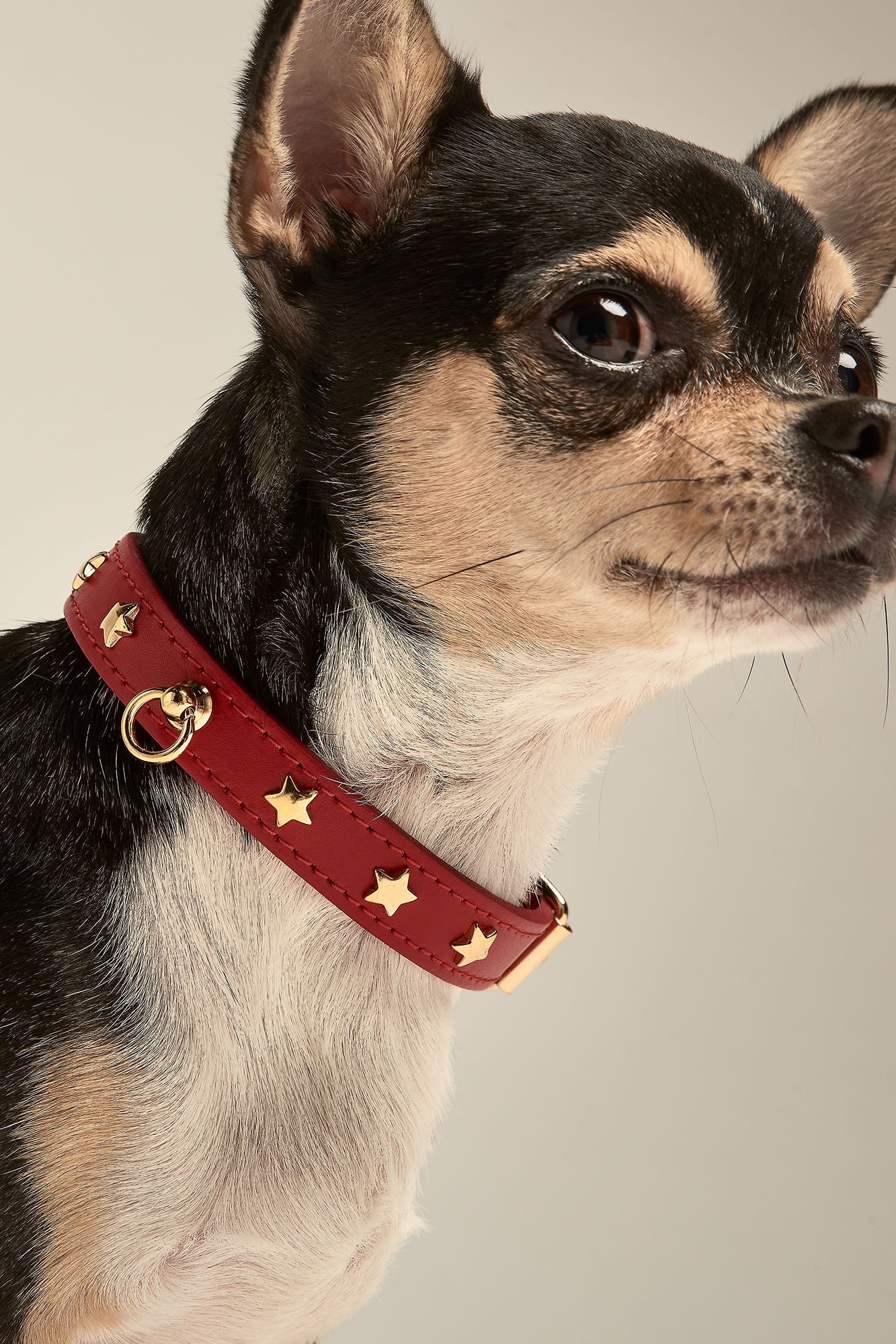 Perro con collar rojo toy con tachuelas