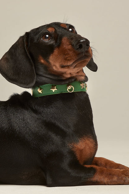 Teckel con collar verde con tachuelas